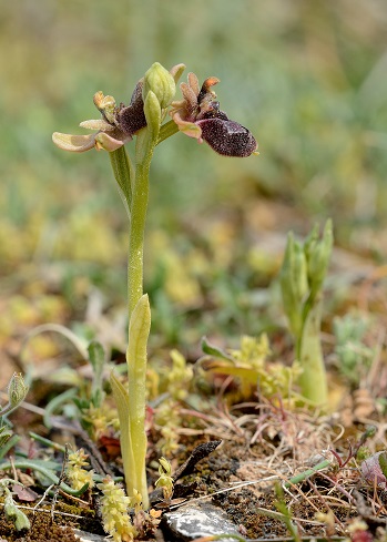 Ophrys x cosana